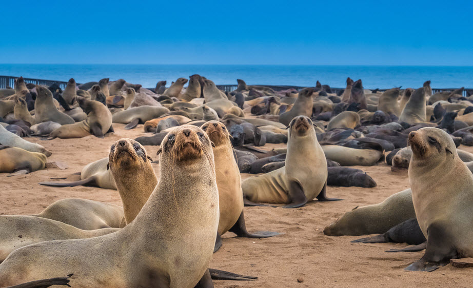 Skeleton Coast National Park, Namibia